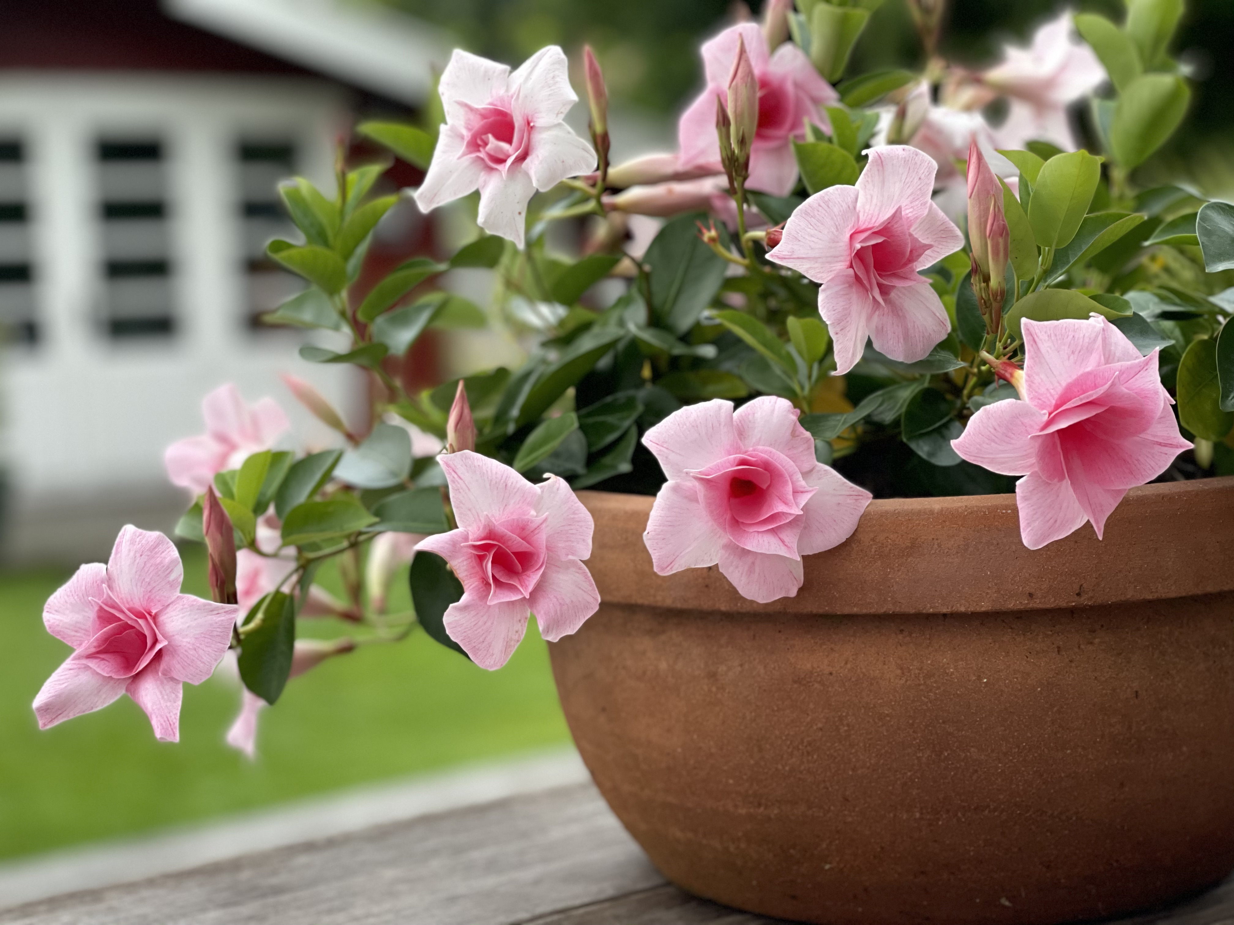 Sundaville - Mandevilla - 14389 - 12407 - bp20421 - Double Blush Pink IMG_4566