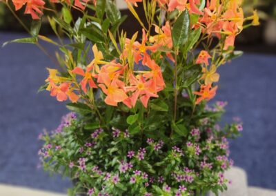 Dipladenia Sun Parasol Firedup Orange Combo