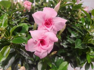 SUN PARASOL® ORIGINAL XP Double Pink Blush blooms
