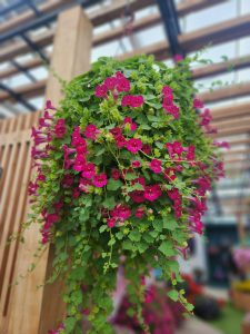 Compact Rose Hanging Basket