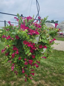 Lofos Compact Rose