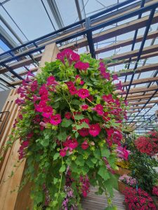 Lofos Compact Rose Hanging Basket