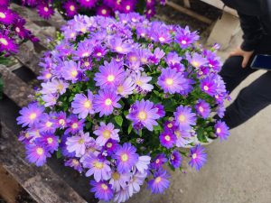 SENETTI® Lavender Dawn