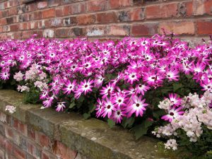 SENETTI® Magenta Bicolor