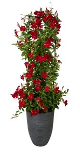 SUNDENIA® SUPREMA Crimson