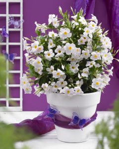 Dipladenia Sundenia White