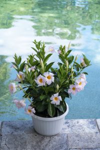 Dipladenia Sundenia White