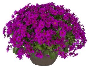 SENETTI® Magenta
