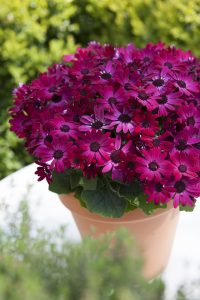 SENETTI® Ruby Red