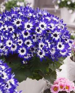 SENETTI® Blue Bicolor Improved