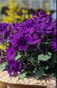 SENETTI® Deep Blue