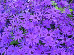 SENETTI® Deep Blue