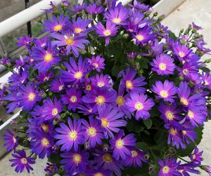 SENETTI® Lavender Dawn
