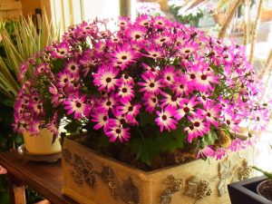SENETTI® Magenta Bicolor