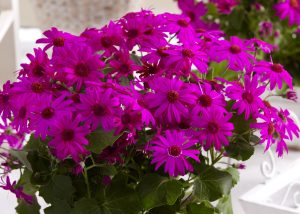 SENETTI® Magenta