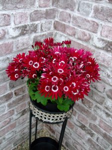 SENETTI® Red Halo