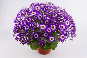 SENETTI® Violet Bicolor