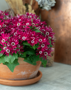 SENETTI® Red Halo