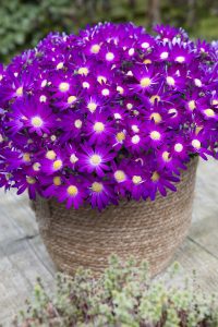 SENETTI® Rose Glow