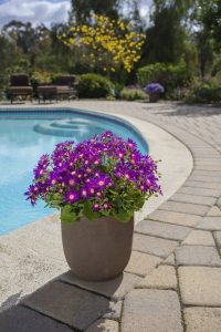 SENETTI® Rose Glow