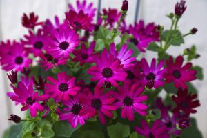 SENETTI® Ruby Red