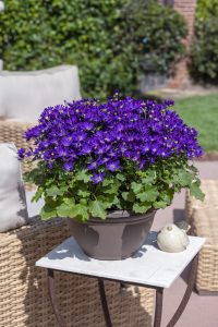 SENETTI® Violet