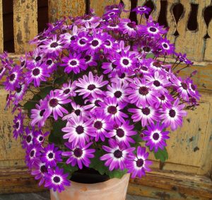 SENETTI® Violet Bicolor