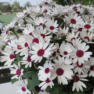SENETTI® White Red Heart
