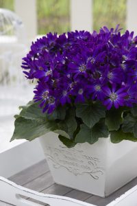 SENETTI® Violet