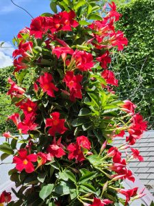 SUNDENIA® SUPREMA Crimson