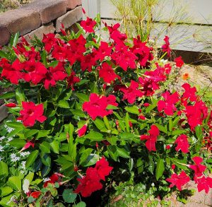 Sundenia Red Improved