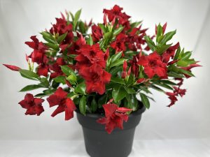 Sundenia Red Improved