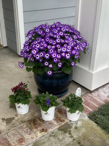 SENETTI® Blue Bicolor Improved