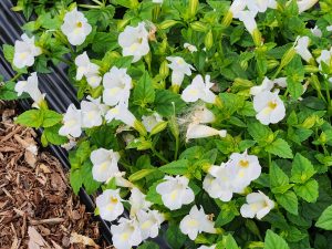 SUMMER WAVE® BOUQUET White