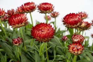 Bracteantha Granvia Crimson Sun blooms