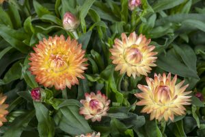 Bracteantha Granvia Peachy Keen