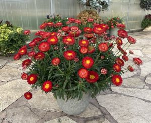 Granvia Crimson Sun container