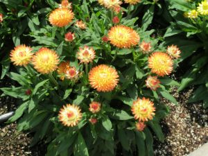 Granvia Peachy Keen plant