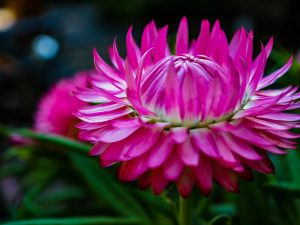 Granvia Pink Bloom