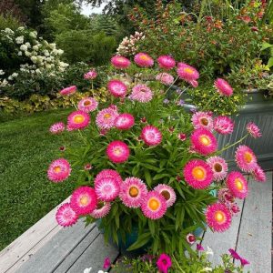 Granvia Pink Container