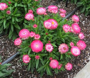 Granvia Pink Trial