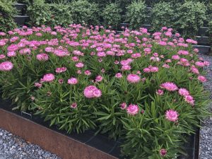 Granvia Pink landscape