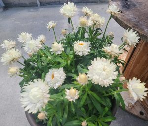 Granvia White Container