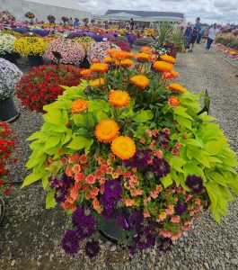 Harvest Orange Combo