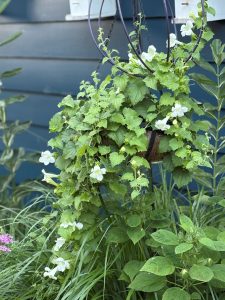 Lofos White. hanging basket