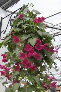 Lofos Wine Red in Hanging Basket