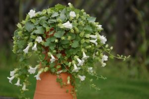 Lophospermum Lofos Compact White