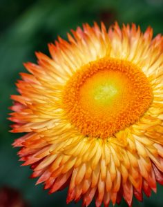 Orange Flame Close Up