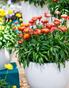 Orange Flame Decorative Pot