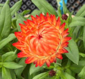 Orange Flame bloom1